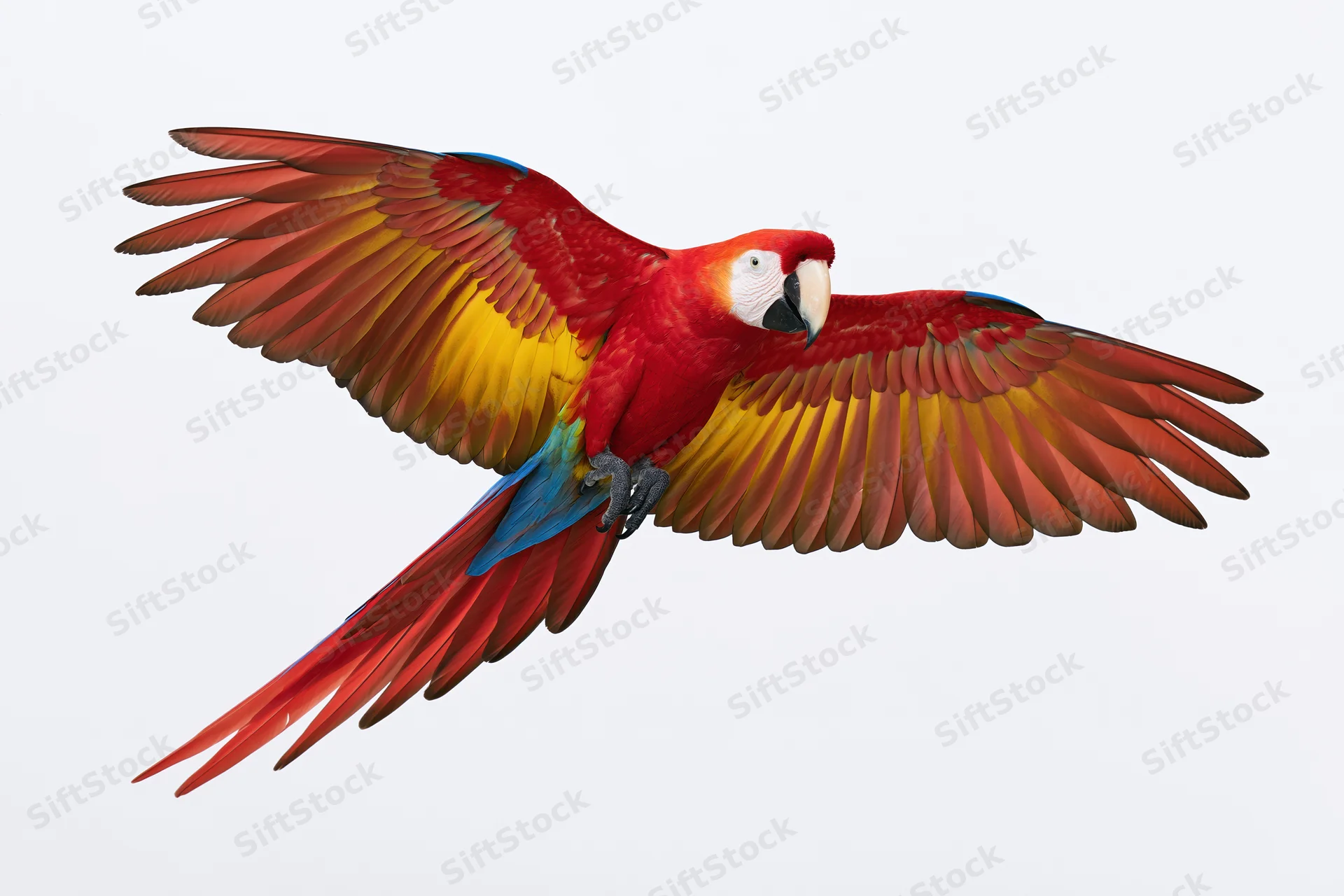Scarlet macaw in mid-flight with wings fully spread against white background