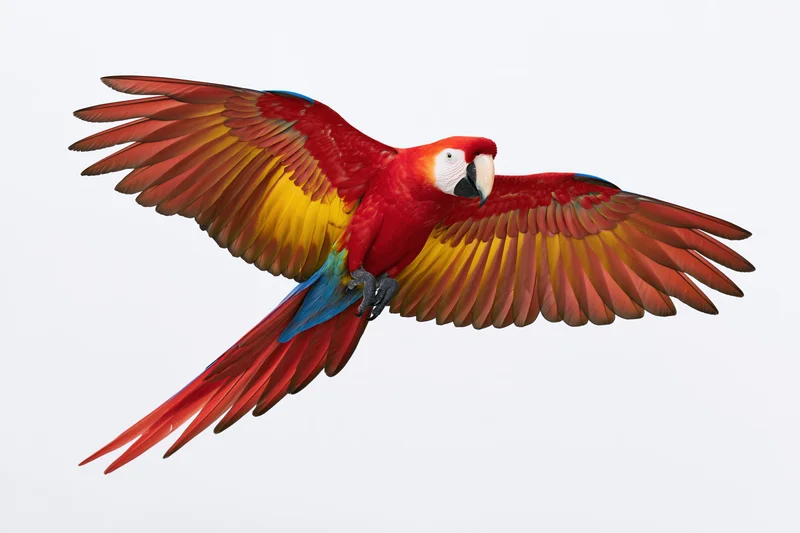 Scarlet macaw in mid-flight with wings fully spread against white background