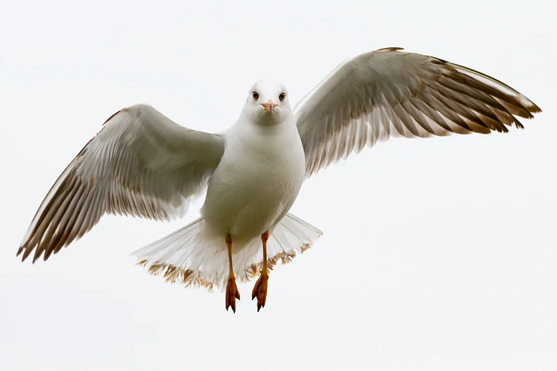 Seagull hovering mid-flight with wings fully spread against white background