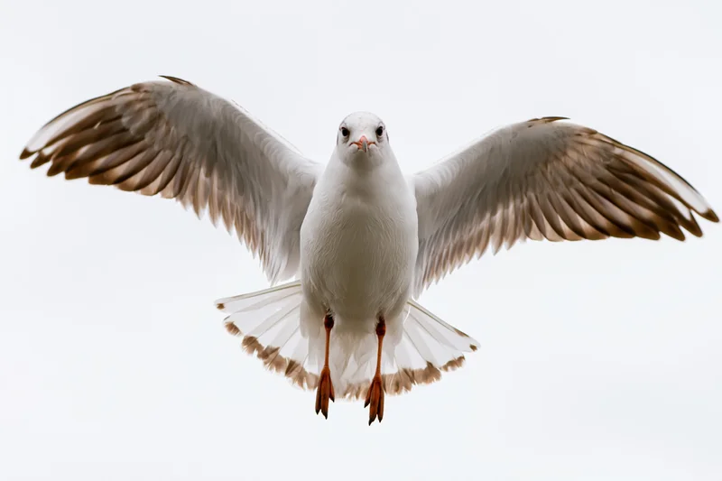 Seagull hovering mid-flight with wings fully spread against white sky