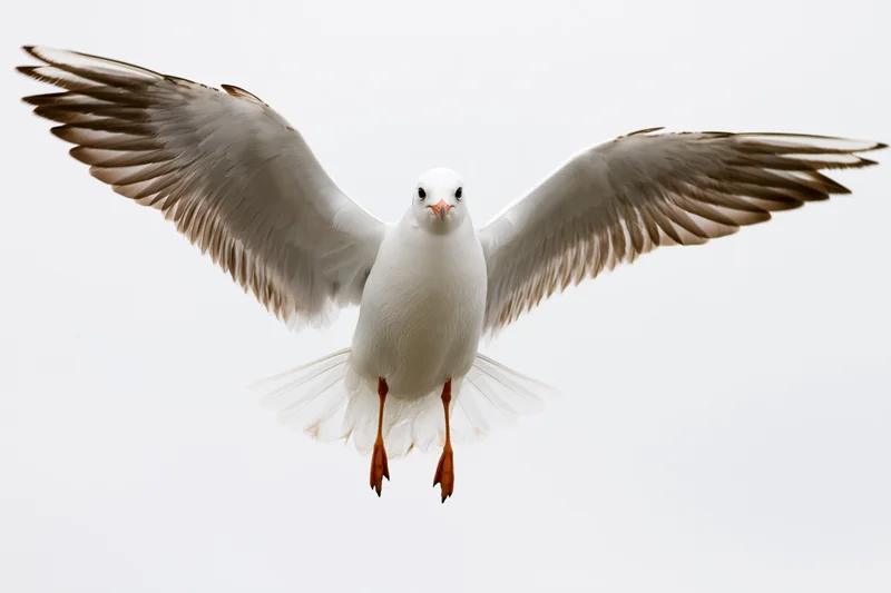 Seagull hovering mid-flight with wings fully spread against plain sky background