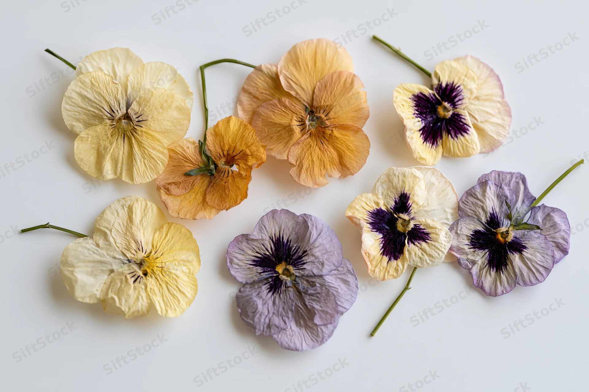 Dried pressed pansy flowers arranged loosely on a white background