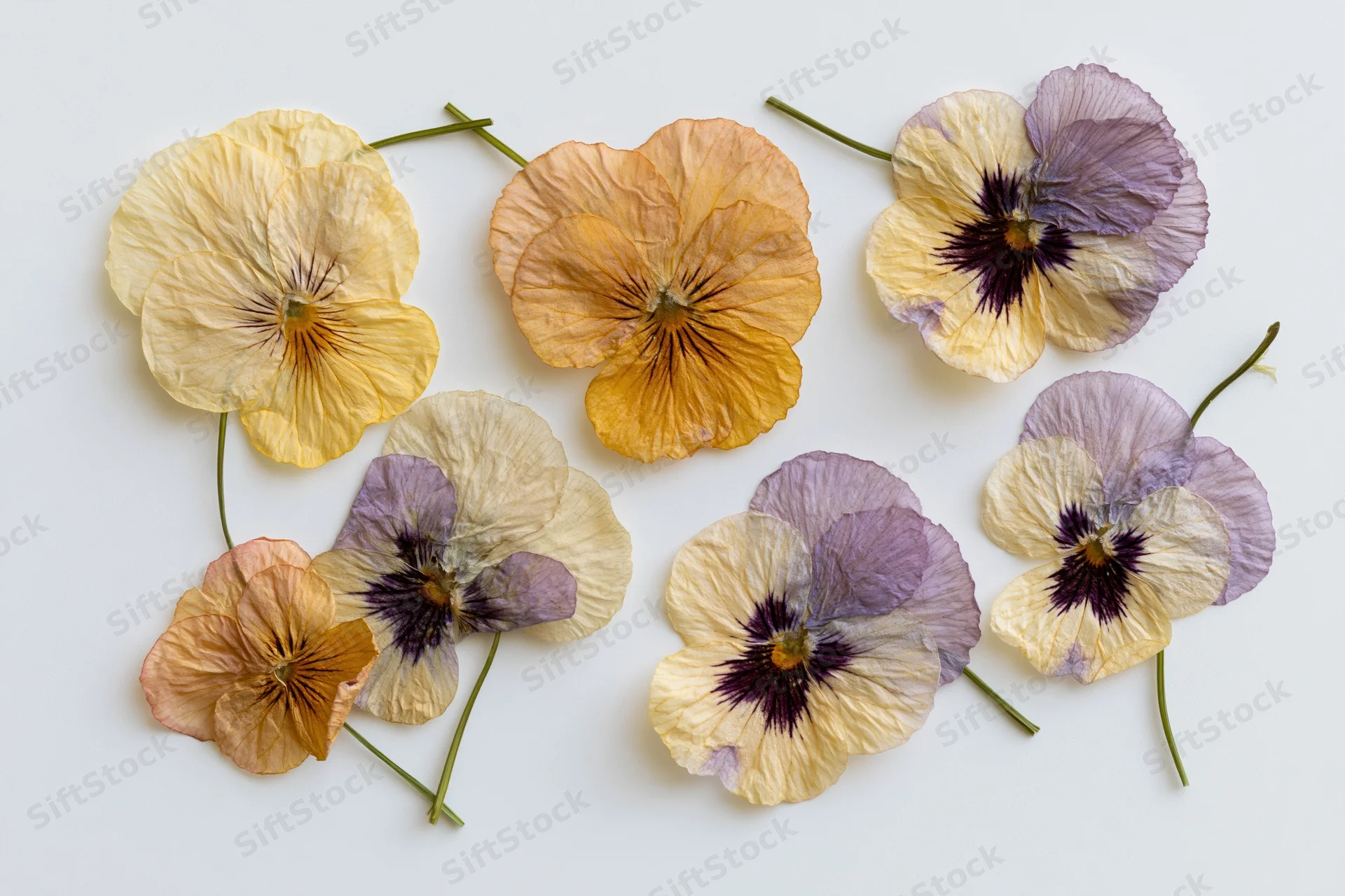 Seven pressed dried pansy flowers arranged loosely on a white background