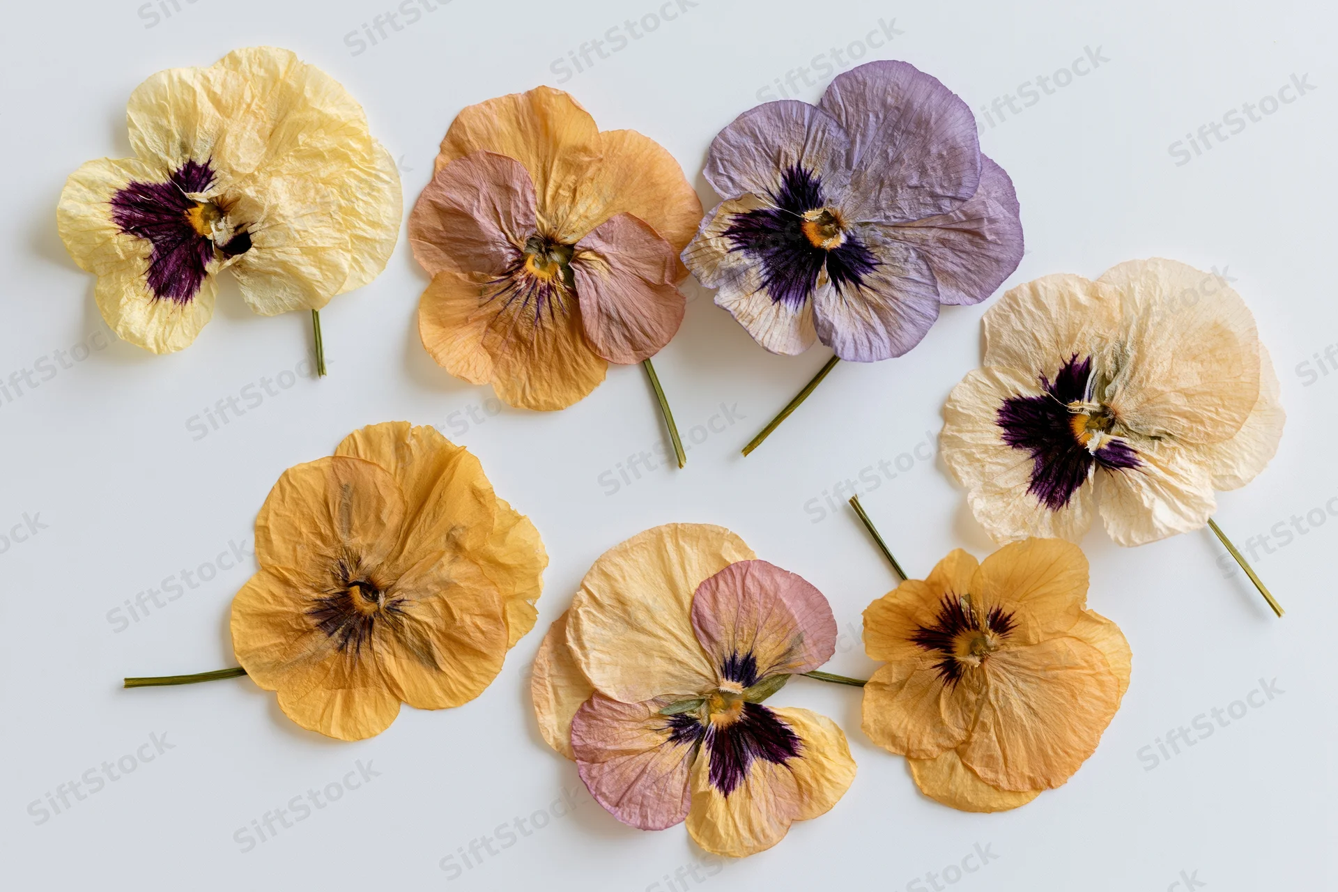 Seven pressed dried pansy flowers arranged loosely on a white background