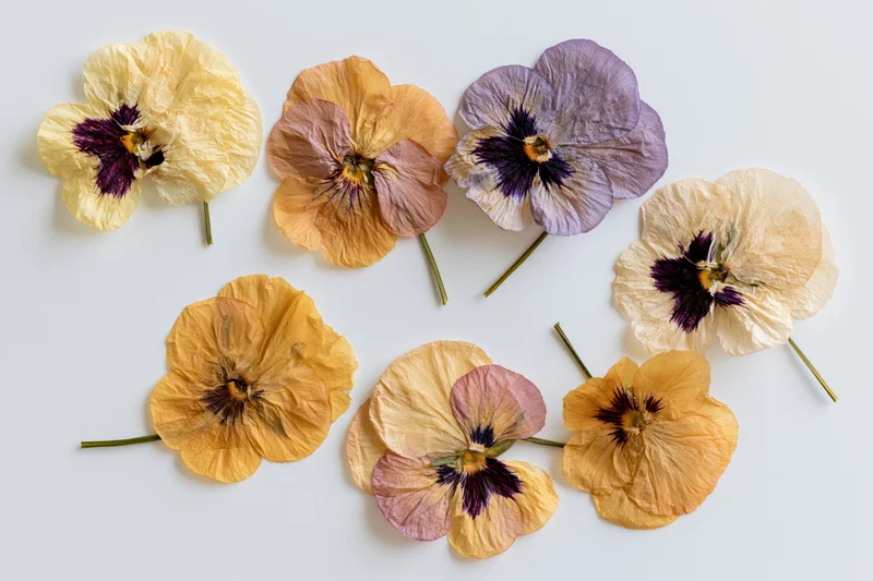 Seven pressed dried pansy flowers arranged loosely on a white background