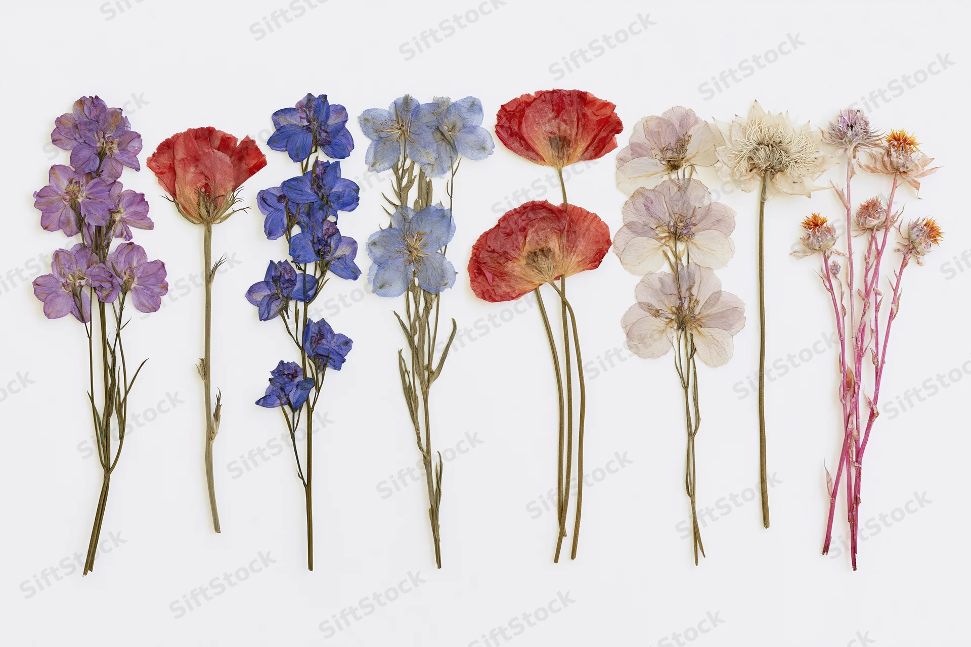 Pressed dried wildflowers arranged in flat lay on white background