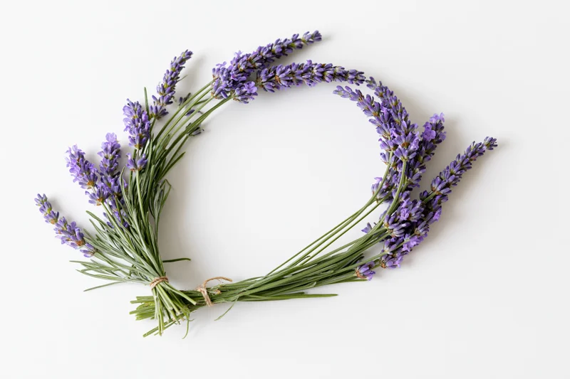 Fresh lavender sprigs arranged in a loose curved arc on white background
