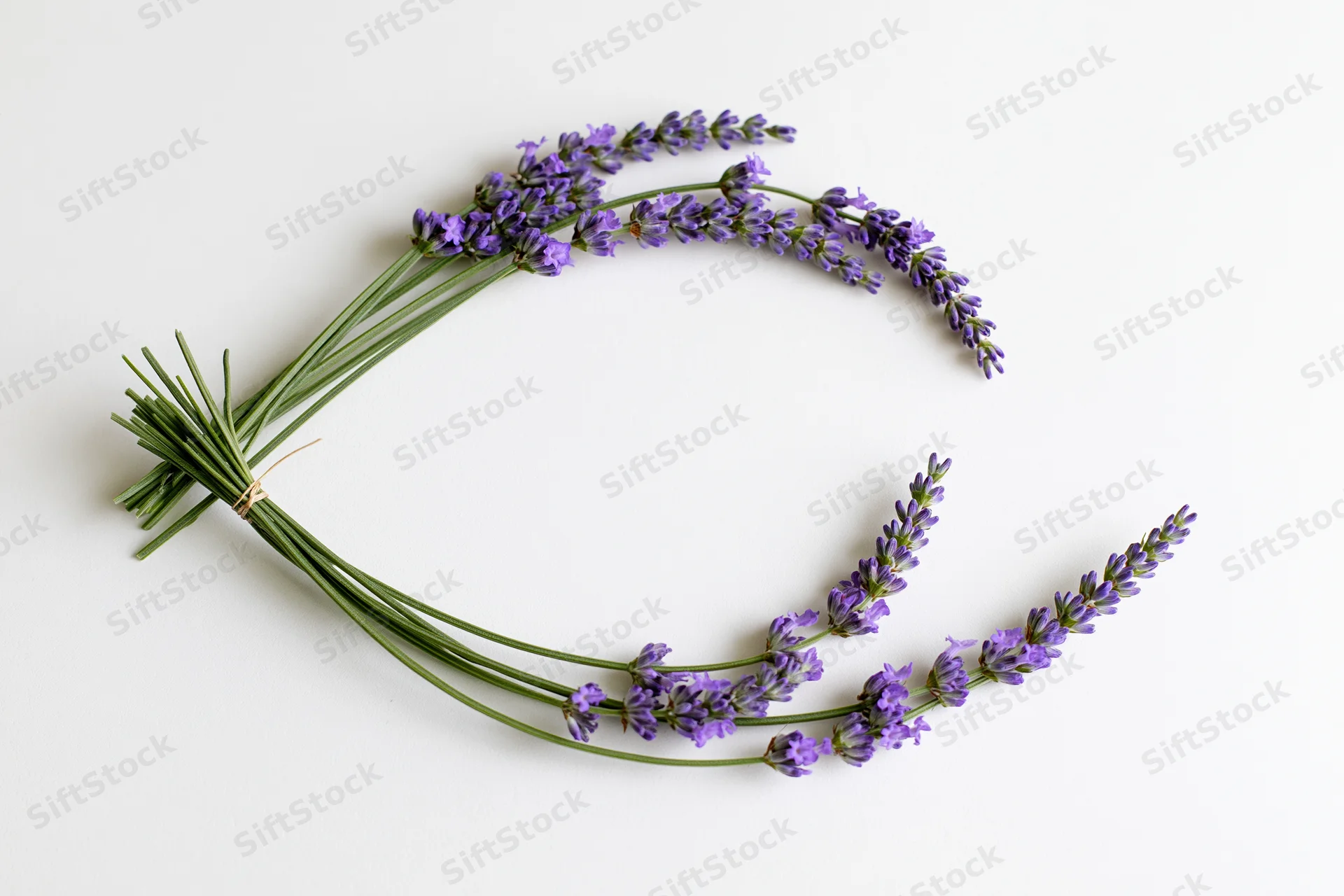 Lavender sprigs arranged in a loose curved arc on white background