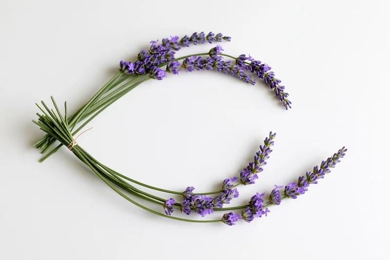 Lavender sprigs arranged in a loose curved arc on white background