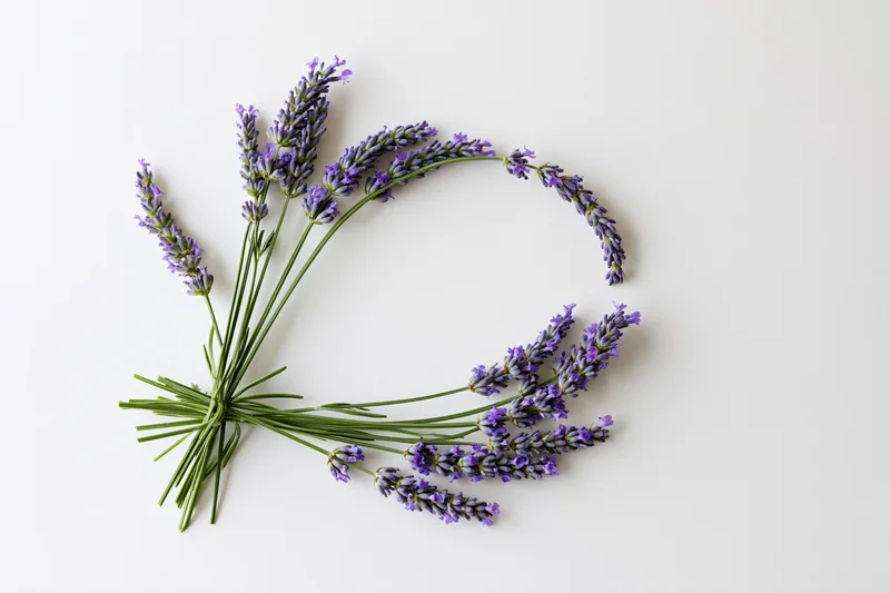 Lavender sprigs arranged in a loose curved arc on white background