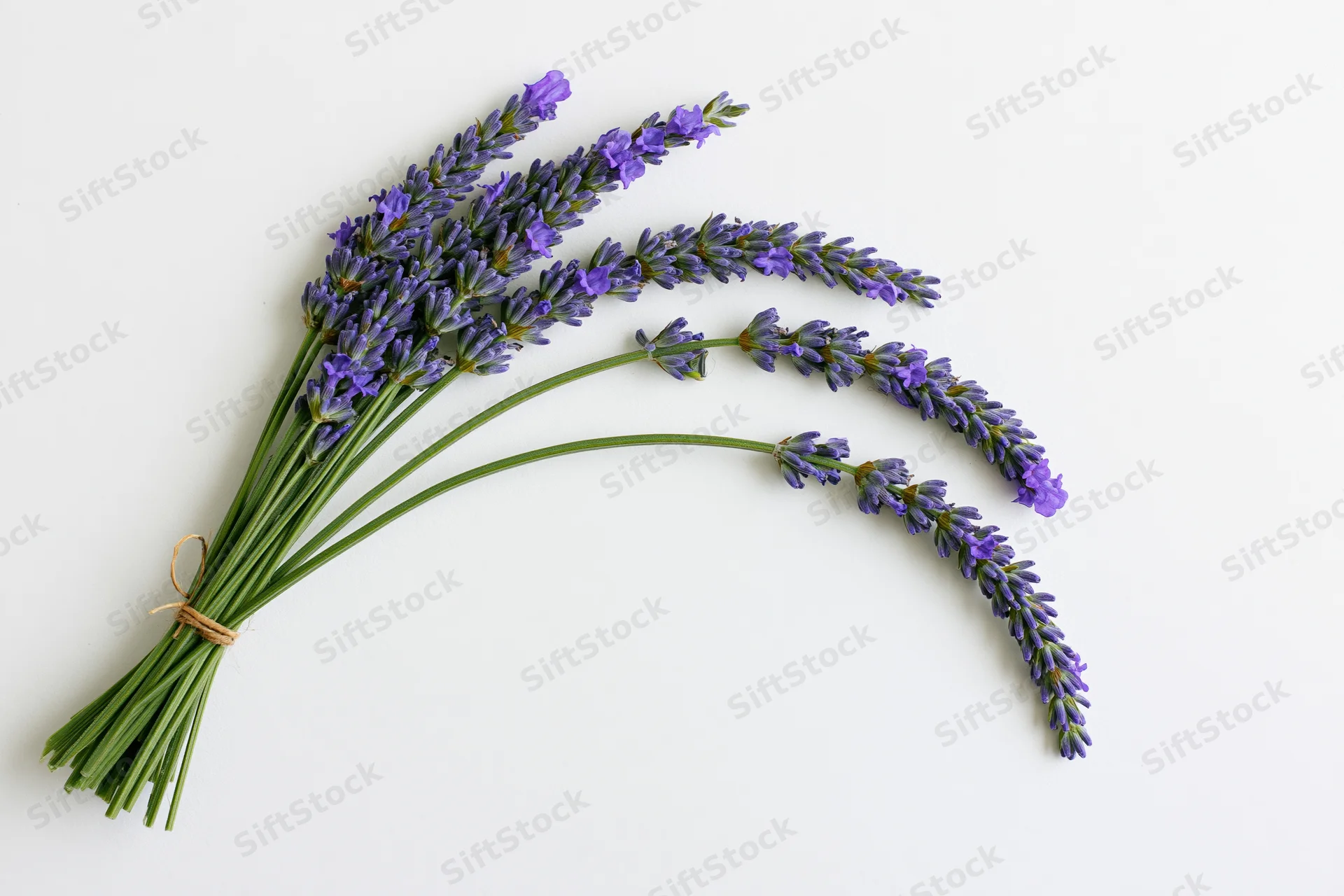 Lavender sprigs arranged in a loose curved arc on white background