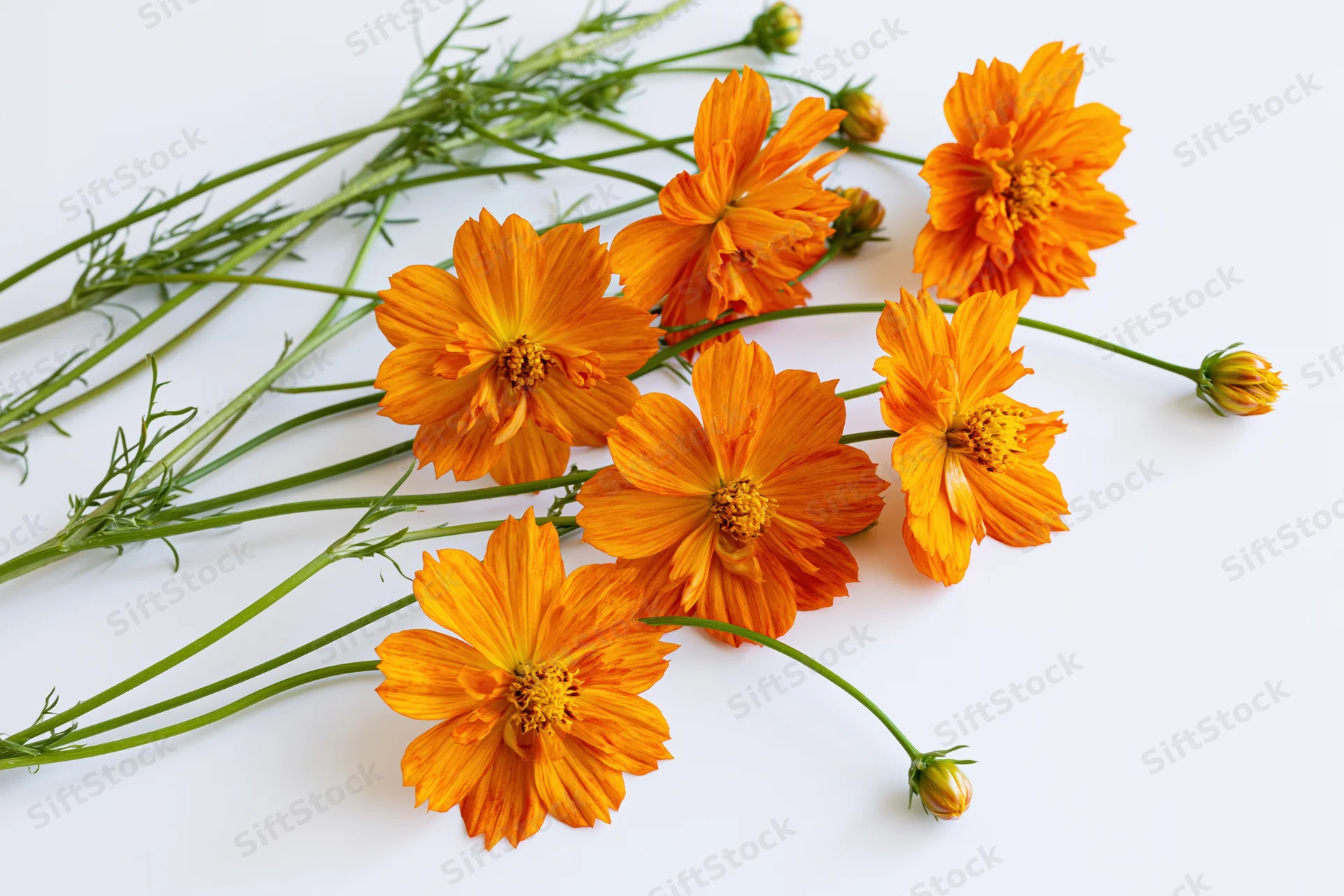 Orange cosmos sulfureus flowers with slender green stems arranged on a white background