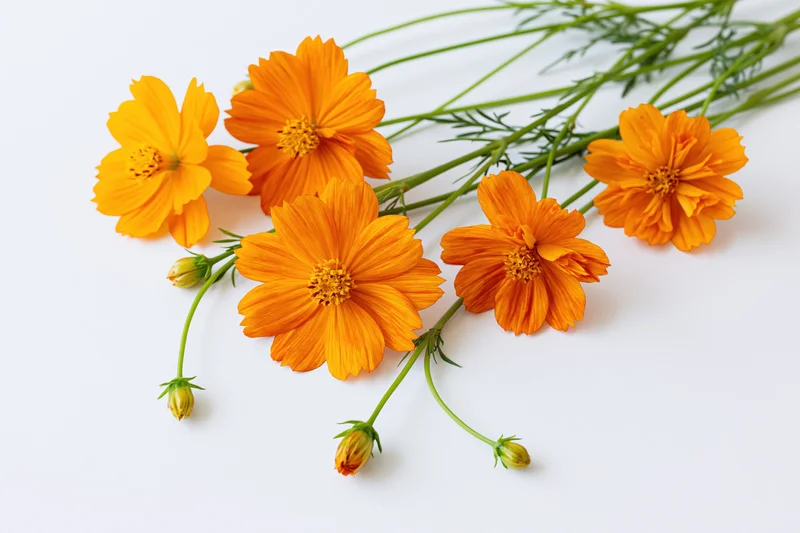 Orange cosmos sulfureus flowers with slender green stems arranged on a white background