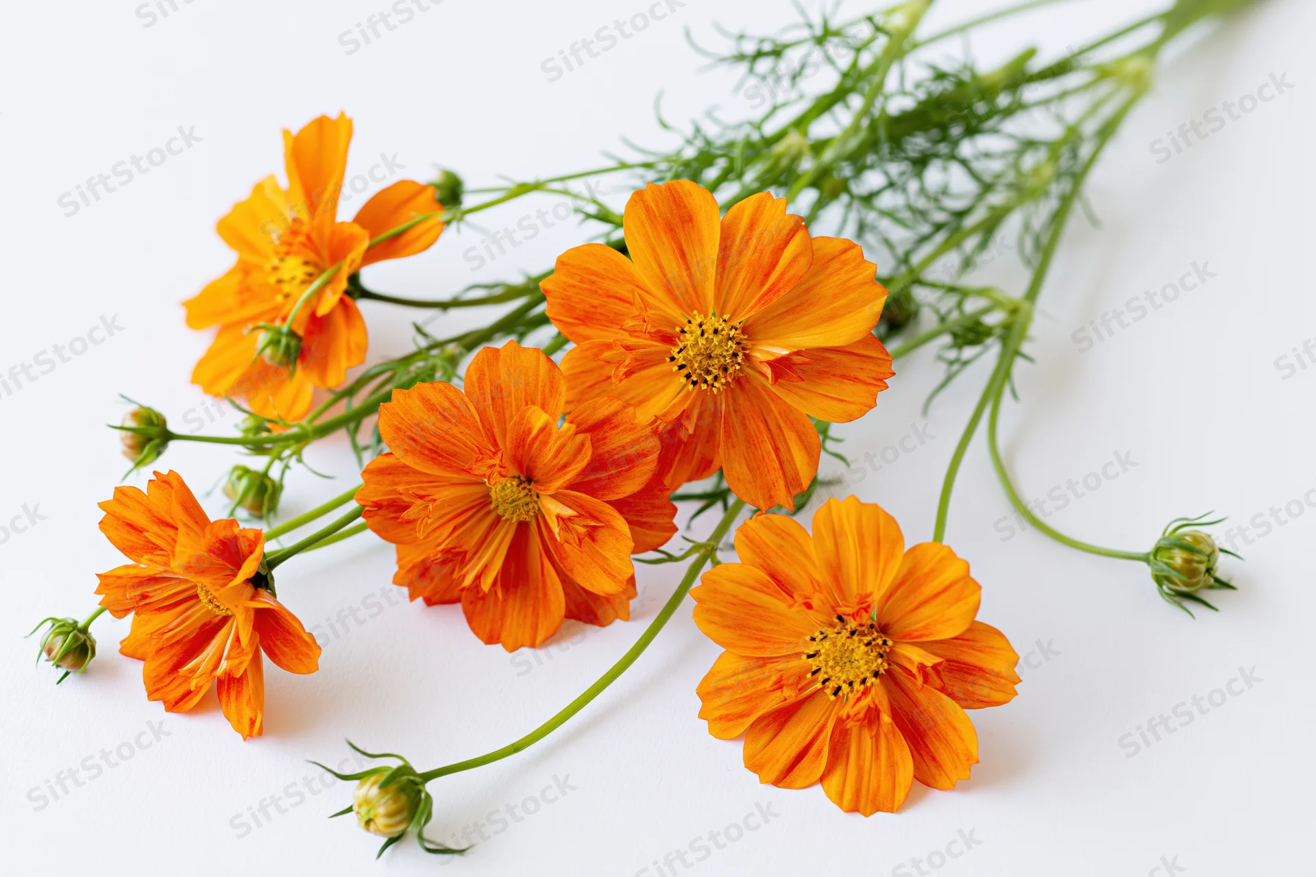Orange cosmos sulfureus flowers with slender green stems arranged on a white background