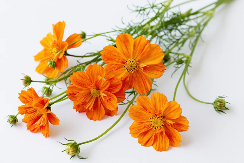 Orange cosmos sulfureus flowers with slender green stems arranged on a white background