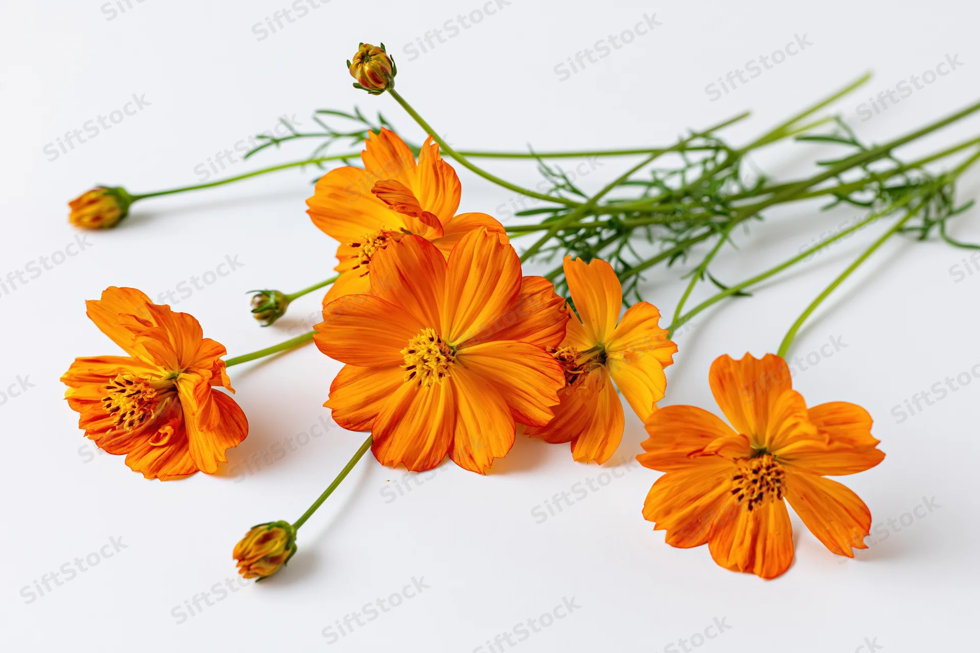 Orange cosmos sulfureus flowers with slender green stems arranged on a white background