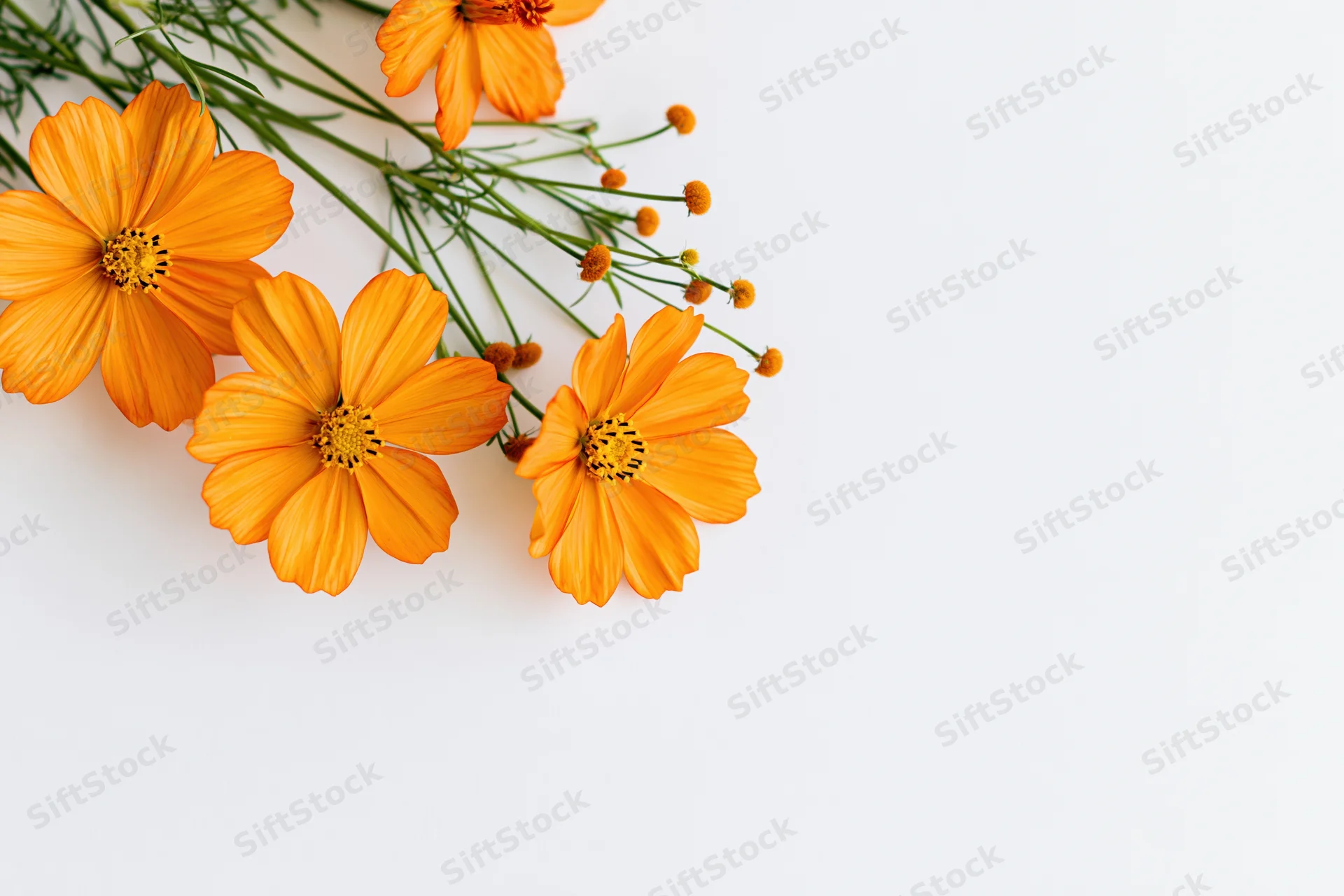 Orange cosmos sulphureus wildflowers arranged in a flat lay on a white background with copyspace
