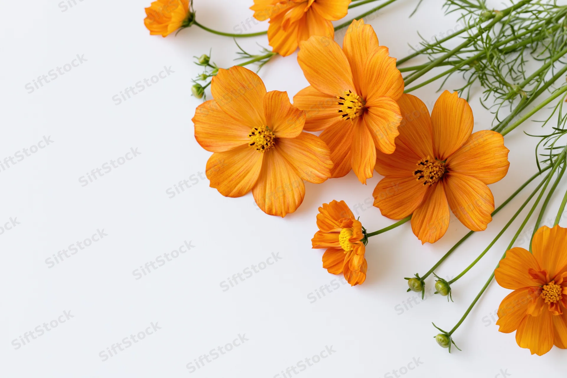 Orange cosmos sulphureus wildflowers arranged on white background with copyspace