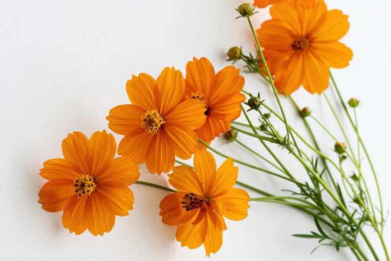 Orange cosmos sulphureus wildflowers arranged in a flat lay on a white background