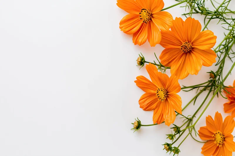 Orange cosmos sulphureus wildflowers arranged in a flat lay on white background with copyspace