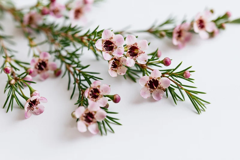 Waxflower sprigs with pale pink blooms and green stems arranged on a white background