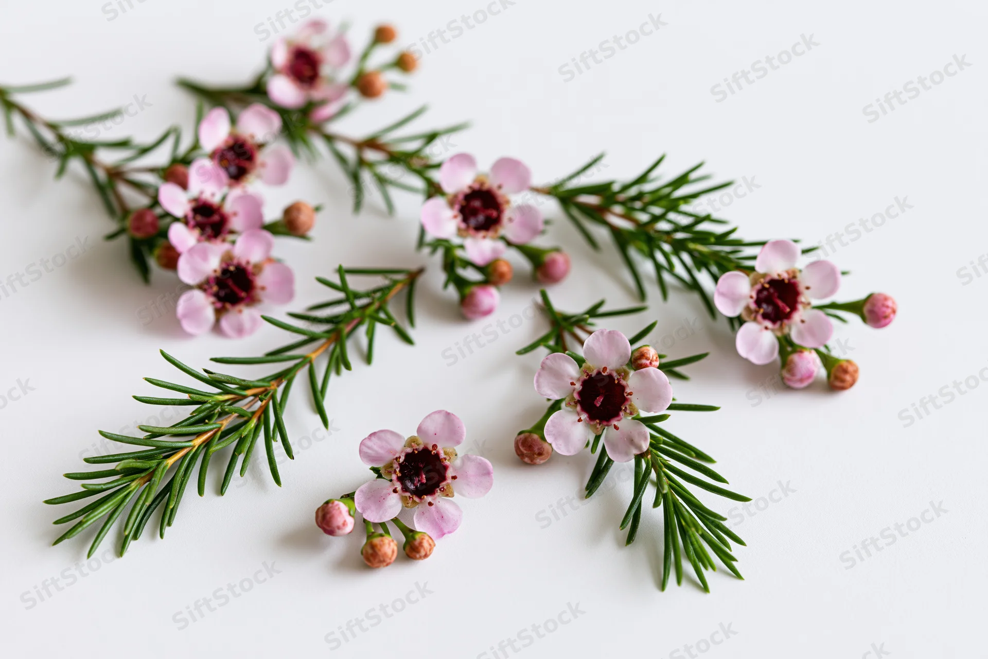 Waxflower sprigs with pink blooms and green stems arranged on white background
