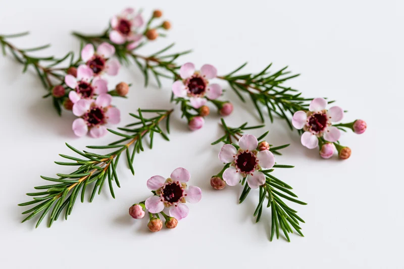 Waxflower sprigs with pink blooms and green stems arranged on white background