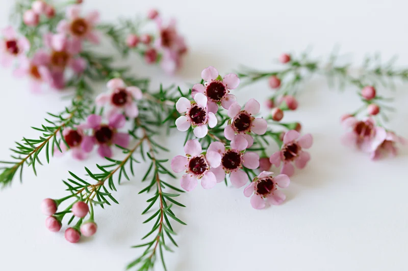 Waxflower sprigs with pale pink petals and dark centers arranged on a white surface