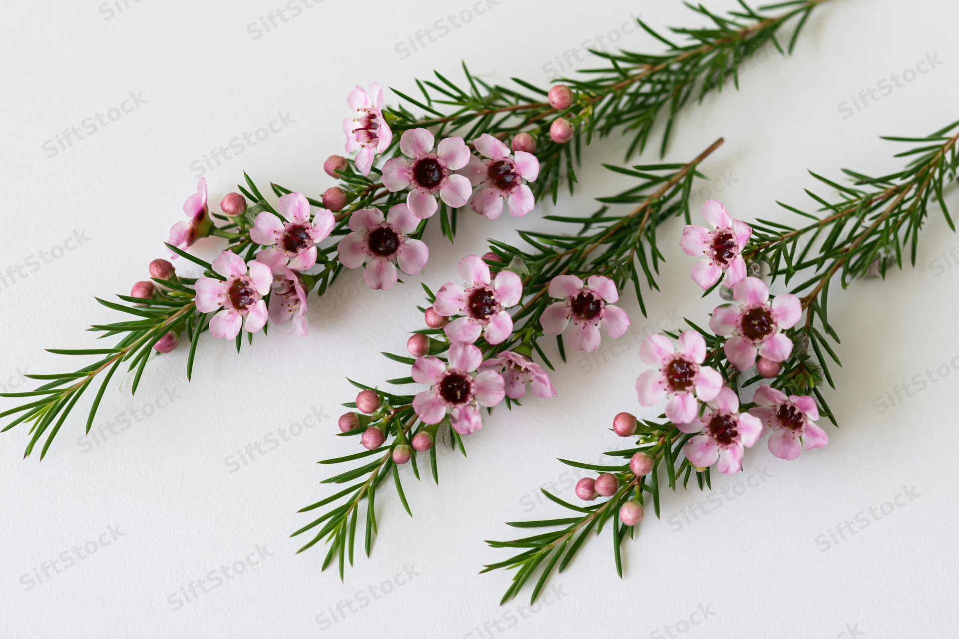 Waxflower sprigs with pink blooms and green stems arranged on a white background