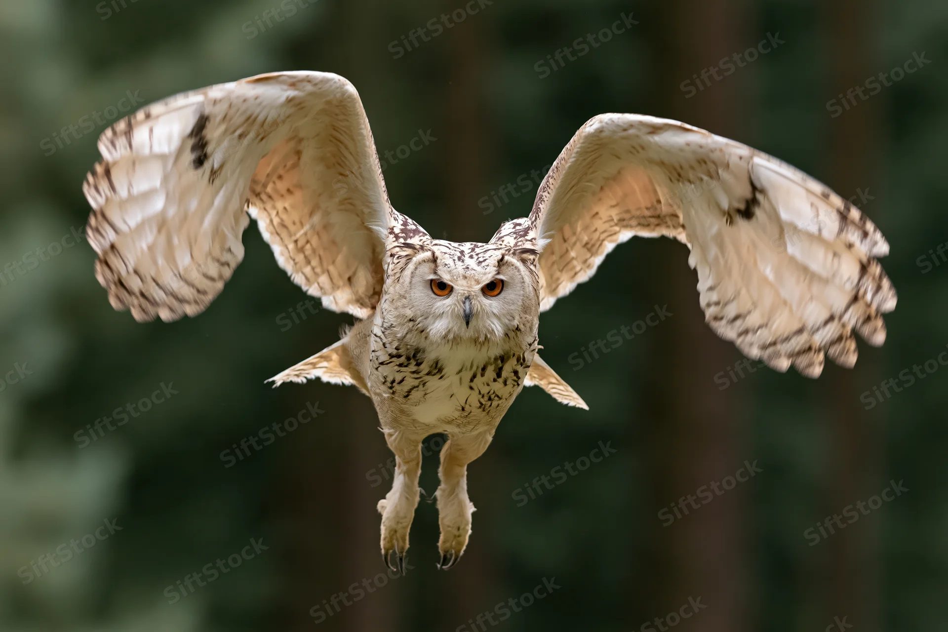 Siberian eagle owl in mid-flight with wings fully spread and talons extended over forest background