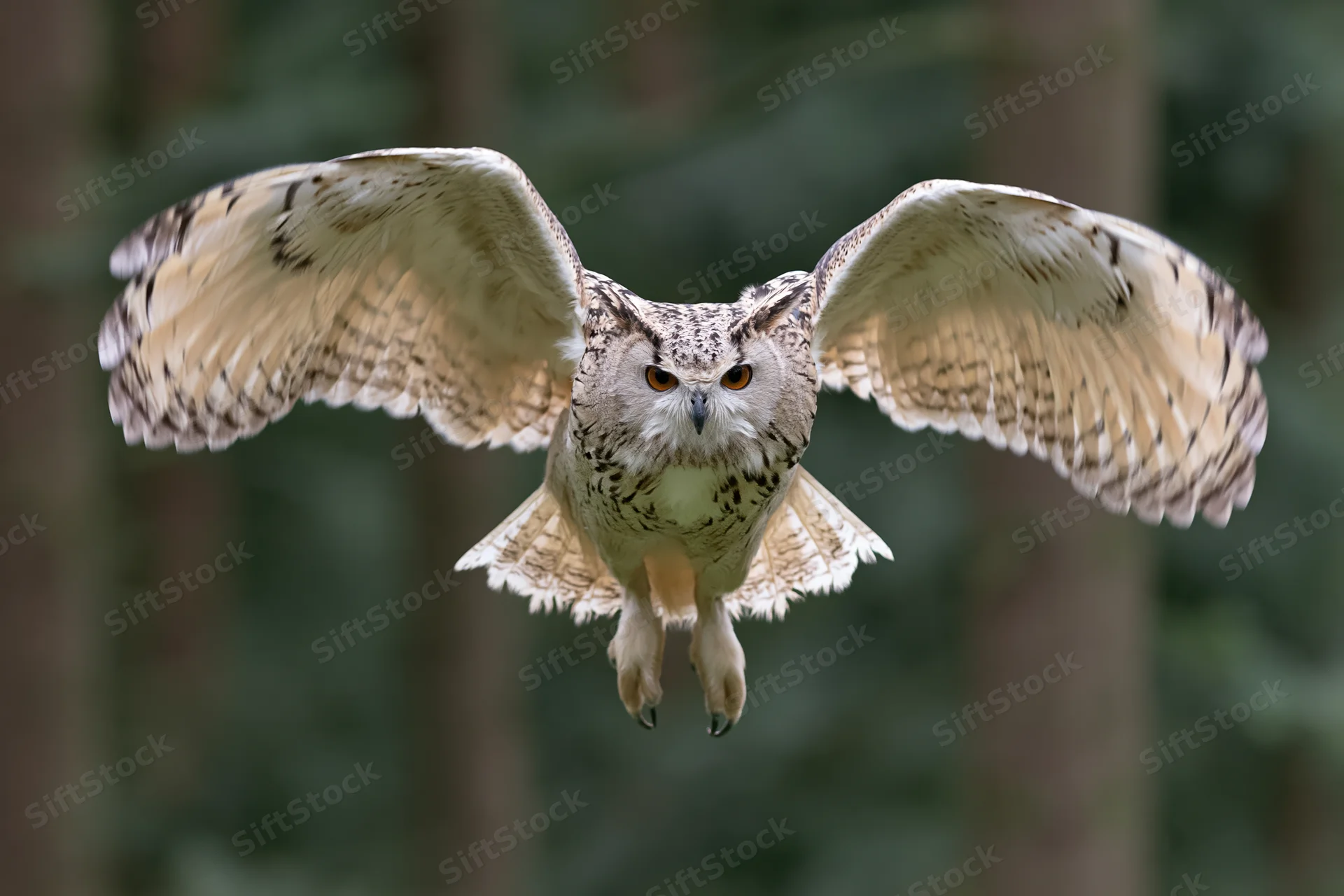 Siberian eagle owl in mid-flight with wings spread and talons extended over forest backdrop