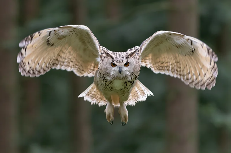 Siberian eagle owl in mid-flight with wings spread and talons extended over forest backdrop