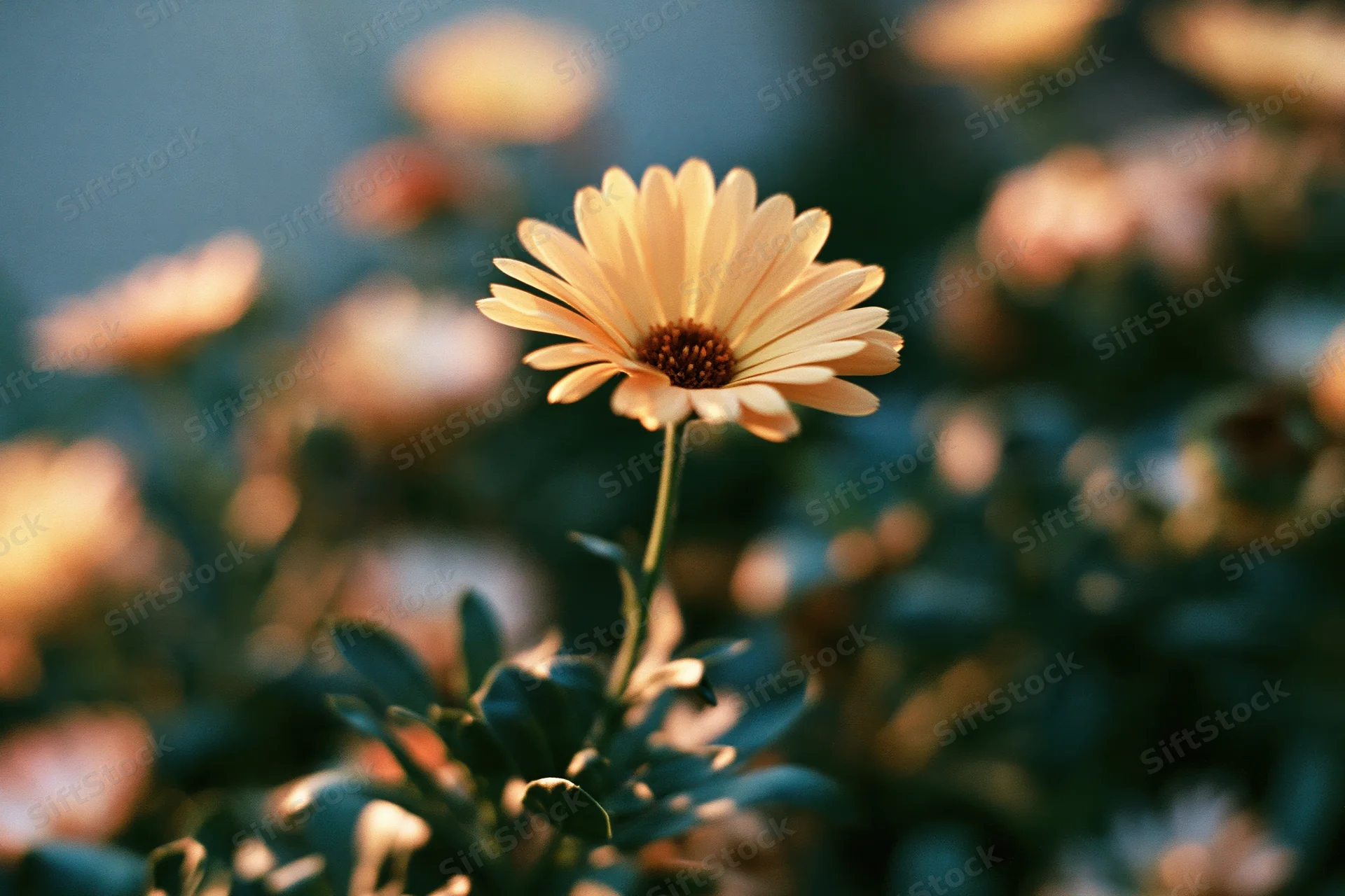 Single pale orange daisy in full bloom with upright stem among blurred green foliage and flowers in soft sunlight