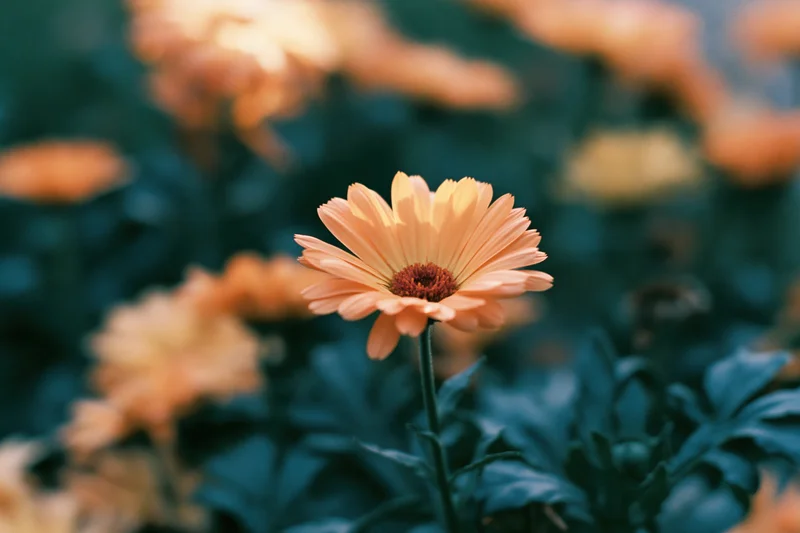 Single pale orange daisy in full bloom with upright stem among green foliage and blurred flowers in background