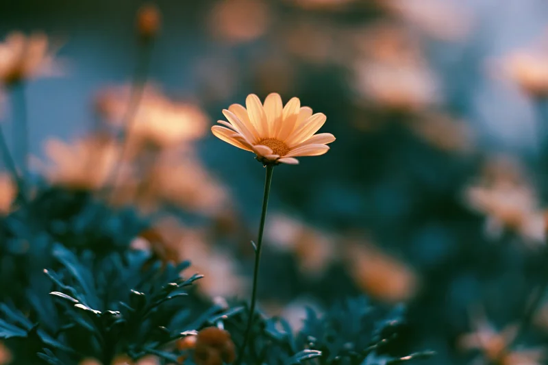 Single pale orange daisy in full bloom with upright stem among green foliage in a garden setting