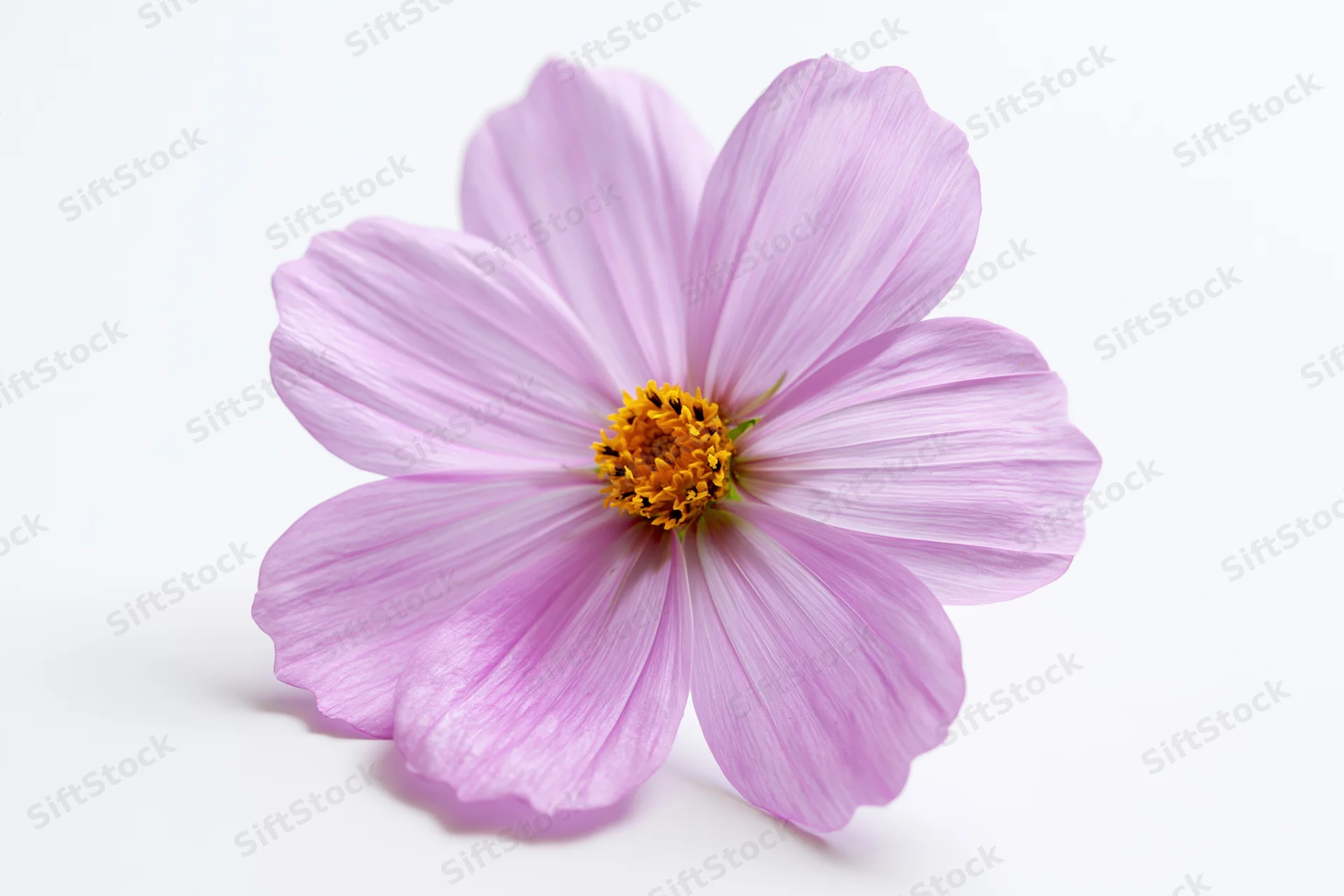 Single pink cosmos flower with eight petals lying flat on white background