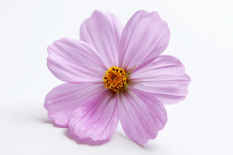 Single pink cosmos flower with eight petals lying flat on white background