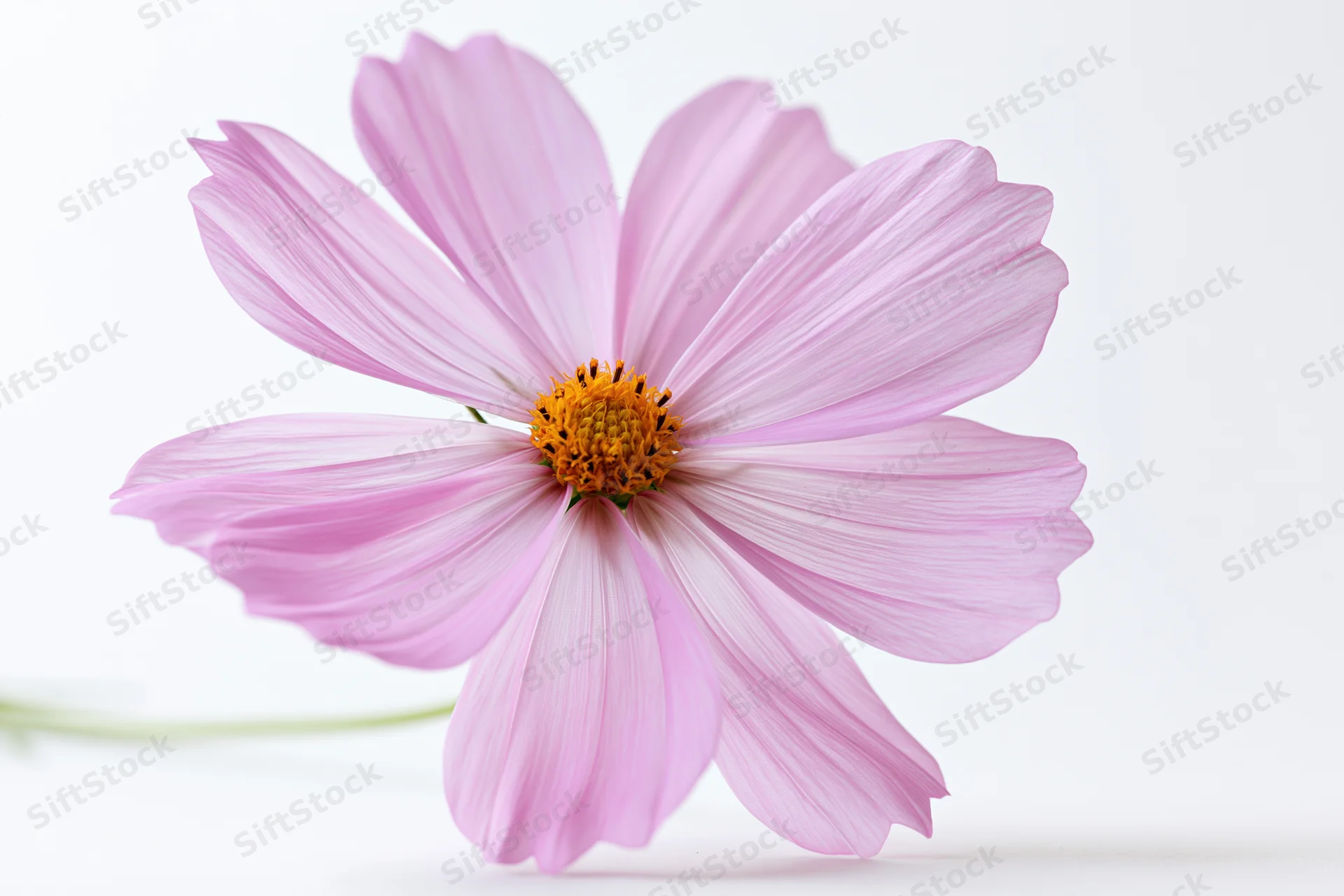 Single pink cosmos flower with eight petals on white background