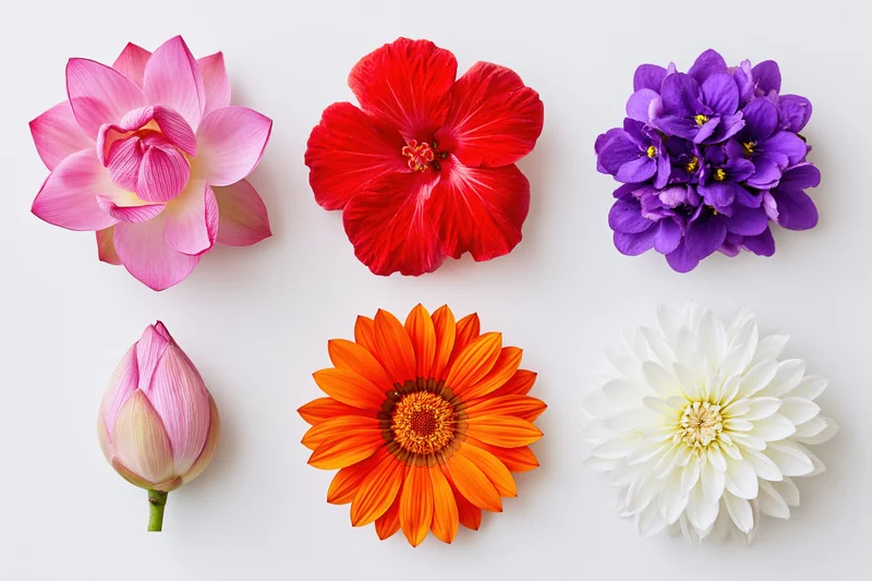 Six individual flower heads arranged in a two-row grid against a white background