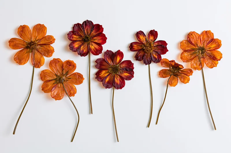 Six pressed dried cosmos flowers with long thin stems arranged on white background