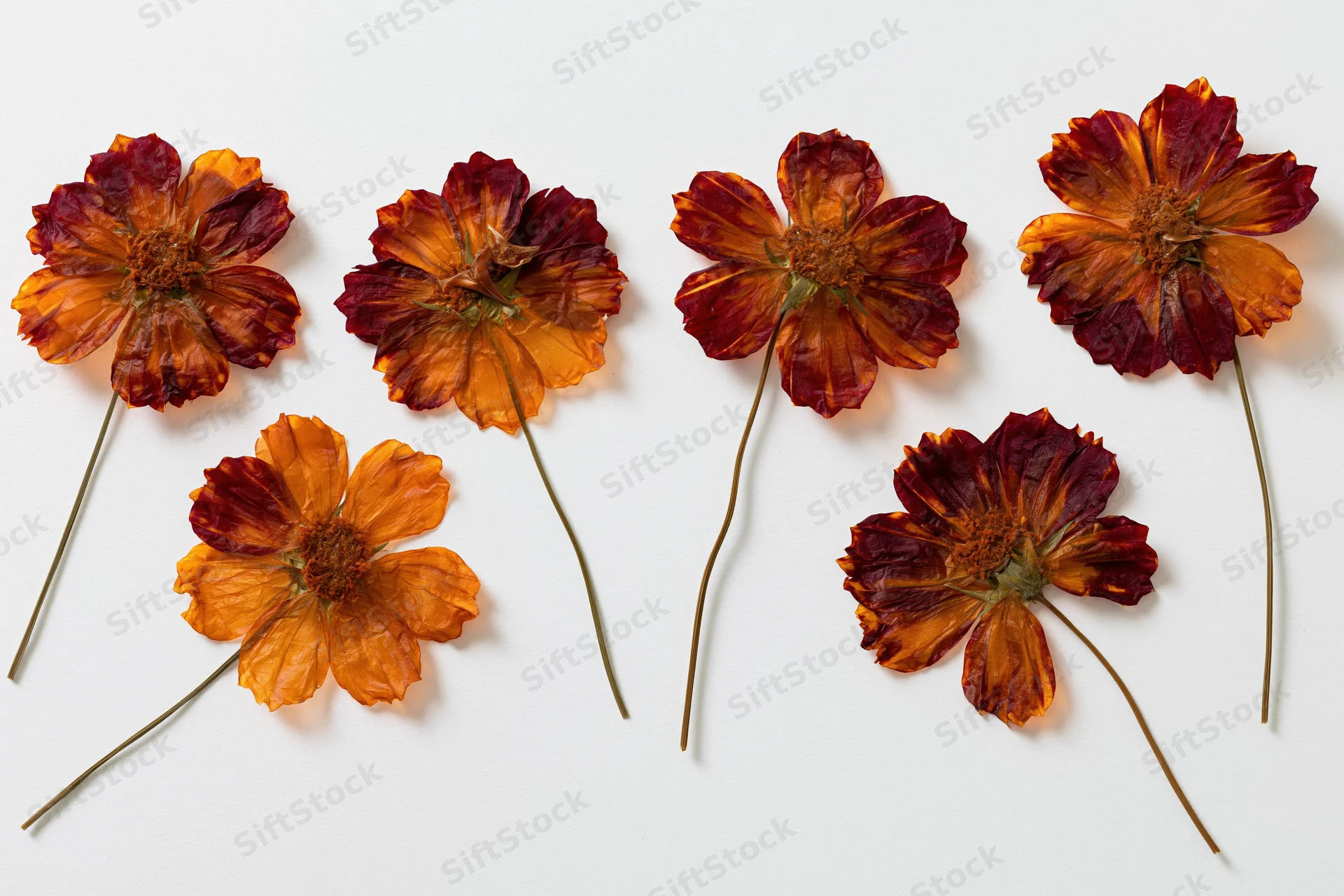 Six pressed dried cosmos flowers with long thin stems arranged on white background