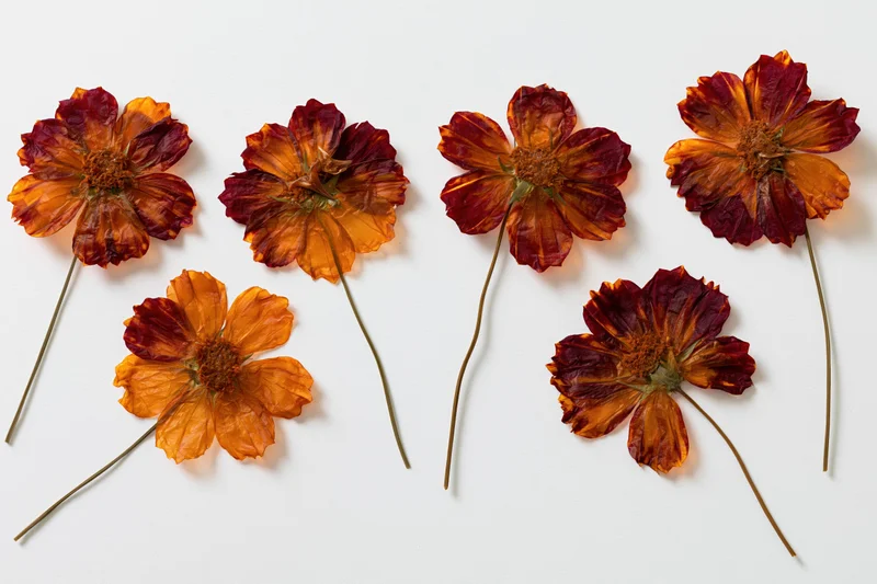 Six pressed dried cosmos flowers with long thin stems arranged on white background