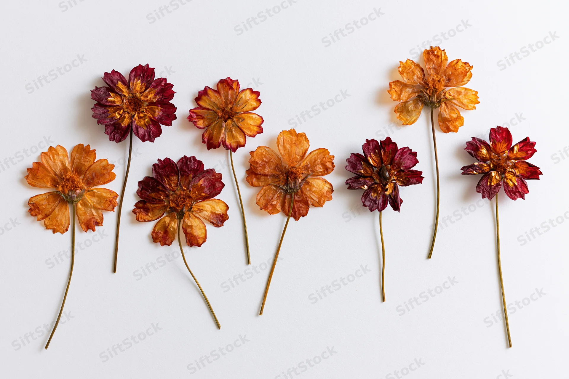 Pressed dried cosmos flowers with long stems arranged on white background