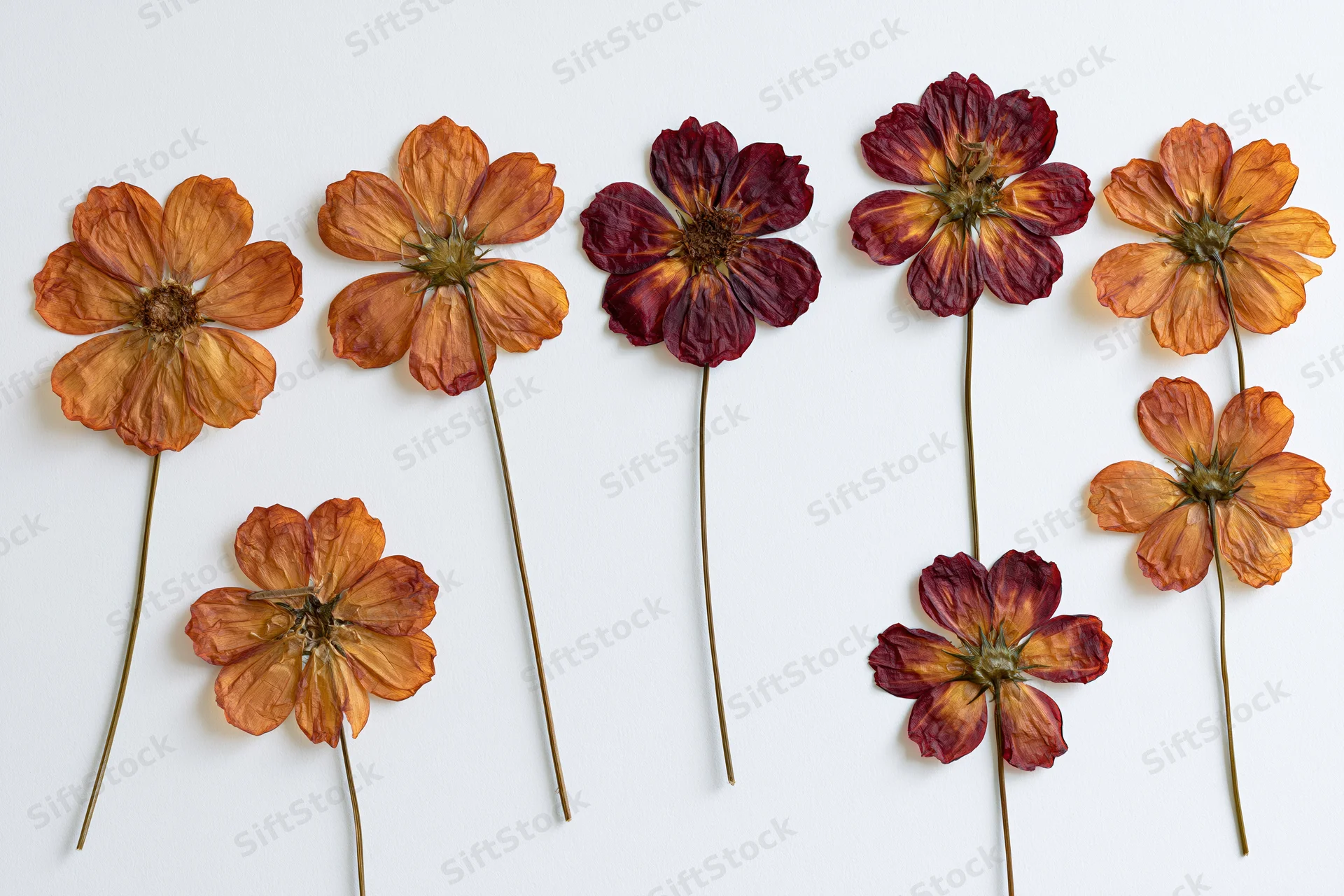 Pressed dried cosmos flowers with long stems arranged on white background