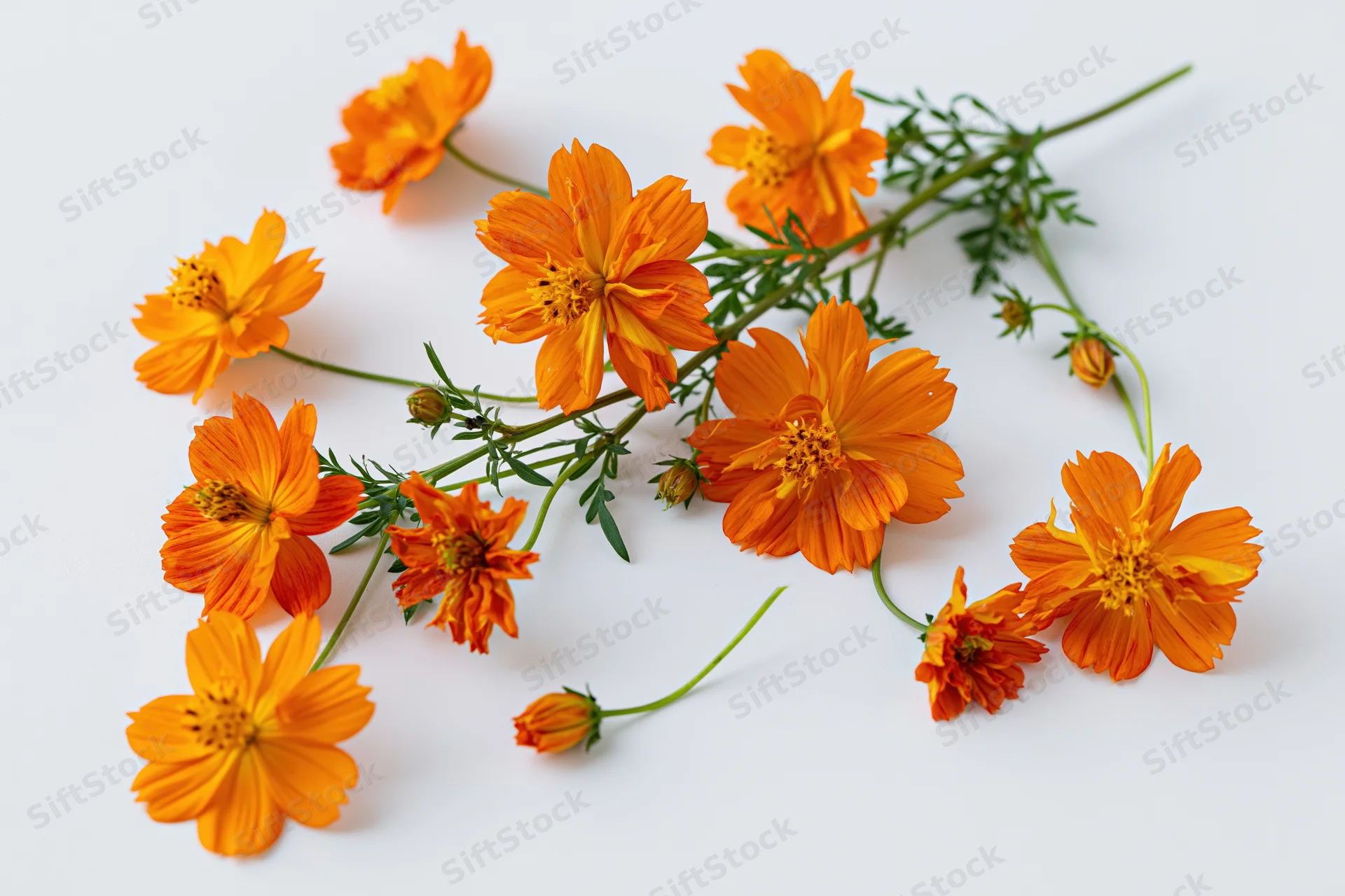 Scattered orange cosmos flowers on white background with green stems and leaves
