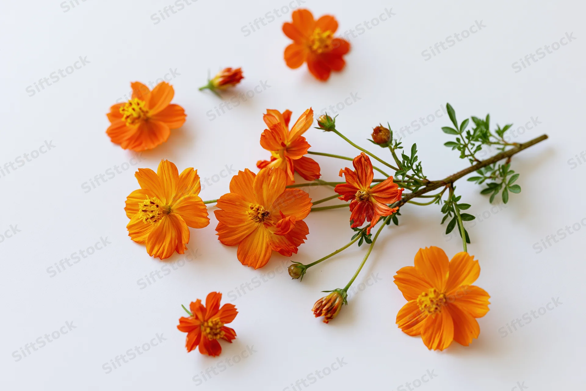 Small branch with orange cosmos flowers scattered on white surface
