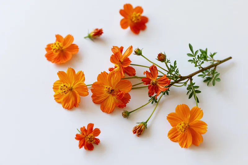 Small branch with orange cosmos flowers scattered on white surface