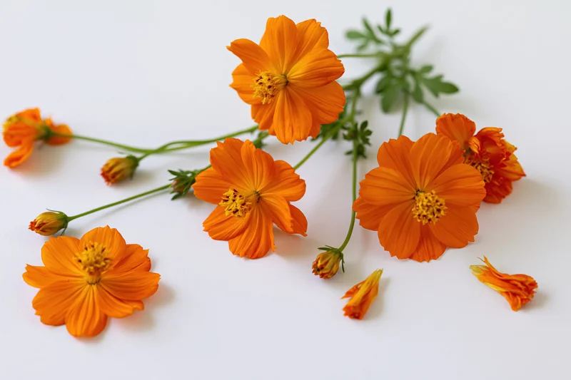 Orange cosmos flowers scattered on white background with stems and buds