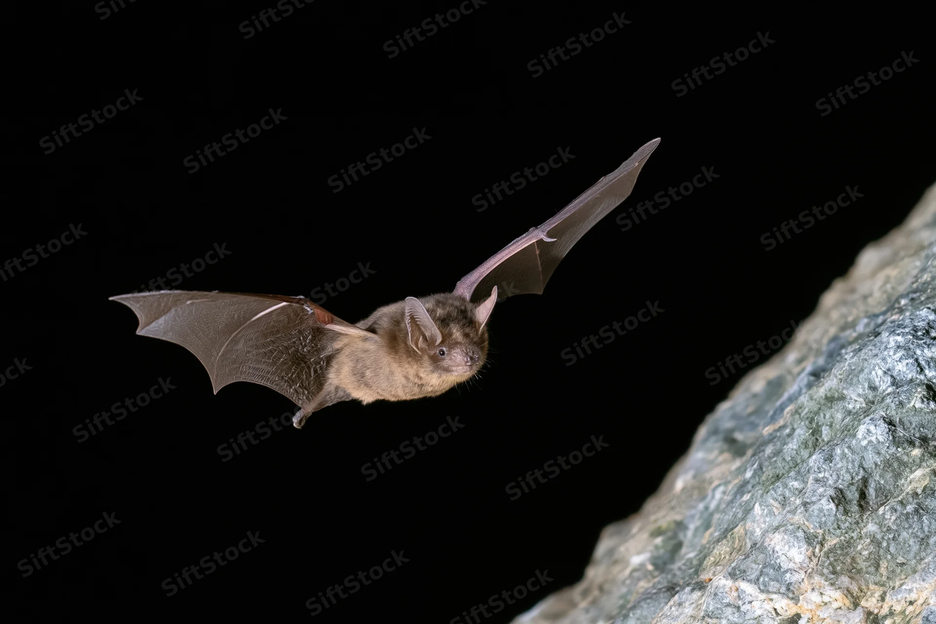 Small brown bat in mid-flight with wings fully extended near a rock formation at night