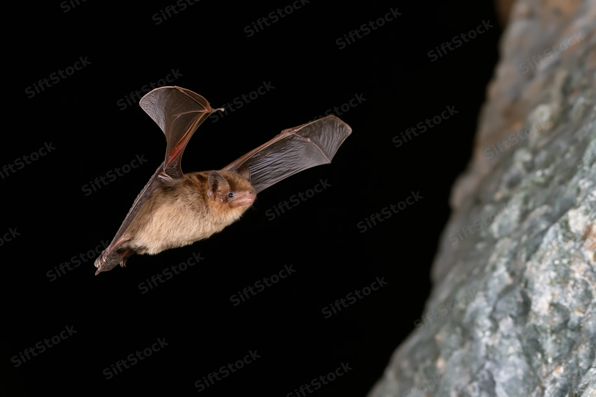 Small brown bat in mid-flight with wings extended near rocky cliff face